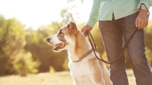 A man holding his dog on a leash by his side