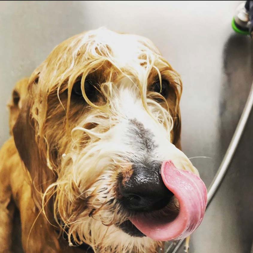 Wet Dog Bath