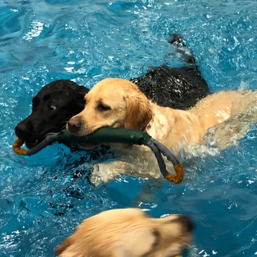 3 Dogs Swimming in a Pool