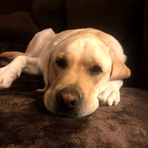 Dog sleeping over in Dog Boarding House