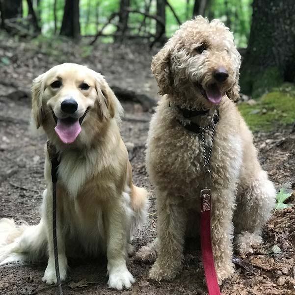 Dogs taken care of by Grateful Dog Walkers