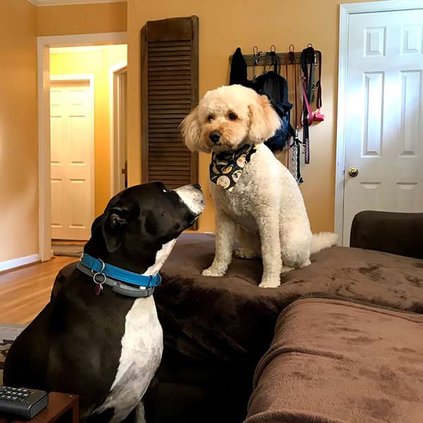 Dogs on Couch at Home During Day Care