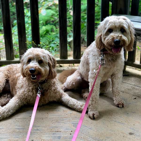 Dog Day Care Service in Baltimore