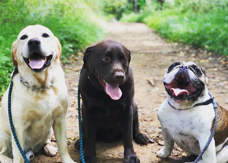 Dogs on Hike