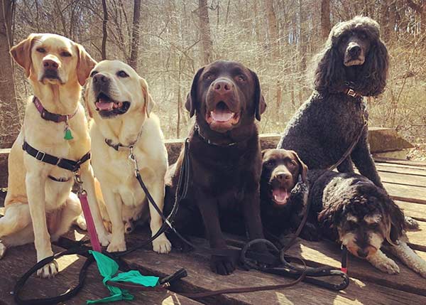 Dog Hike service