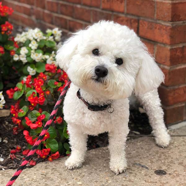 Cute Dog after walk from dog walker