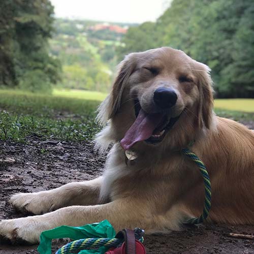 Happy Dog after Drop In Visit from Grateful Dogwalkers