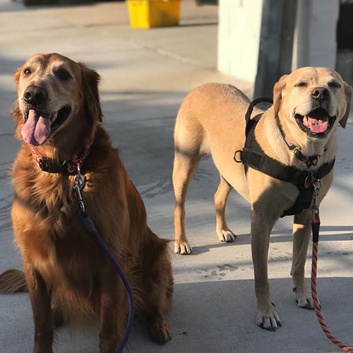 Drop In Visit from Dog Walker