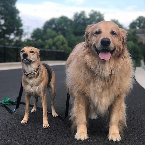 Two Dogs after Drop In Dog walk visit