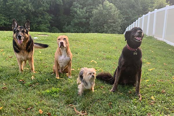 Dog Boarding in Towson Maryland