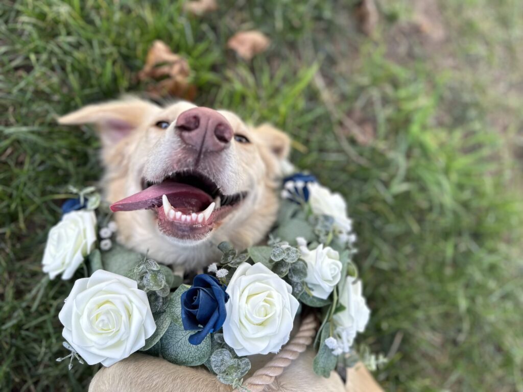 Wedding Care