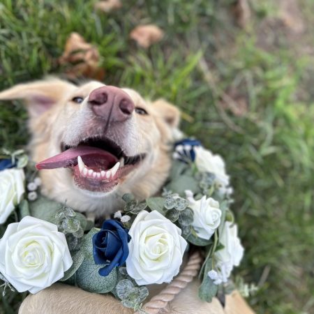 Wedding Care