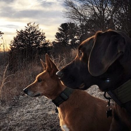 Dogs watching on walk