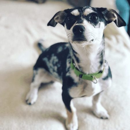 grateful dog walkers