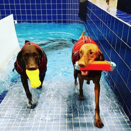 Swim and Bath for Dogs